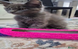 Maine Coon cats for sale: Maine Coon kittens Glasgow  - Image 23