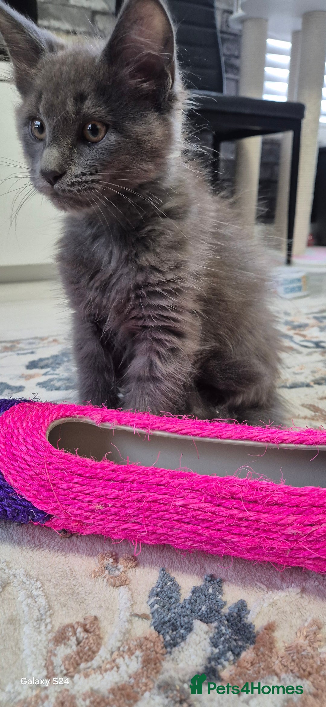 Maine Coon cats for sale: Maine Coon kittens Glasgow  - Image 23