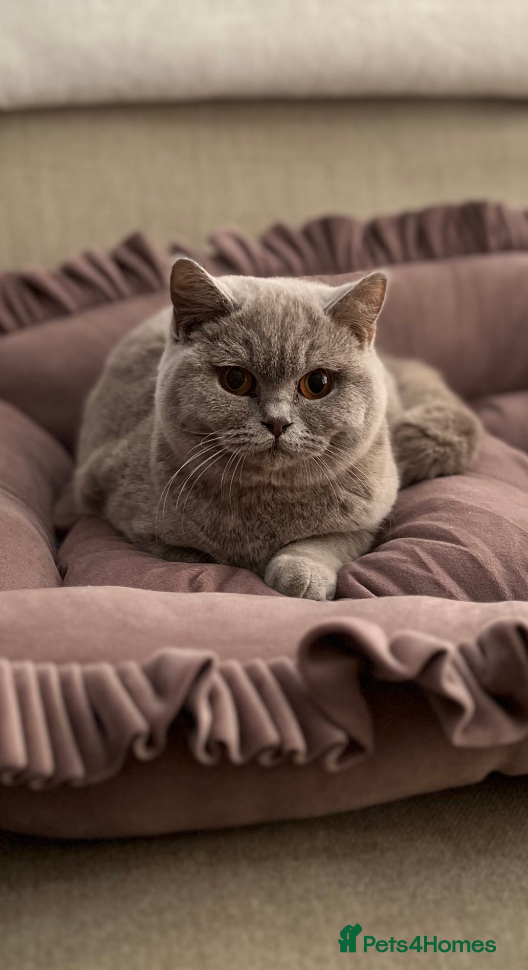 British Shorthair cats for sale: Pure Pedigree Lilac British Shorthair Boy - Advert 2