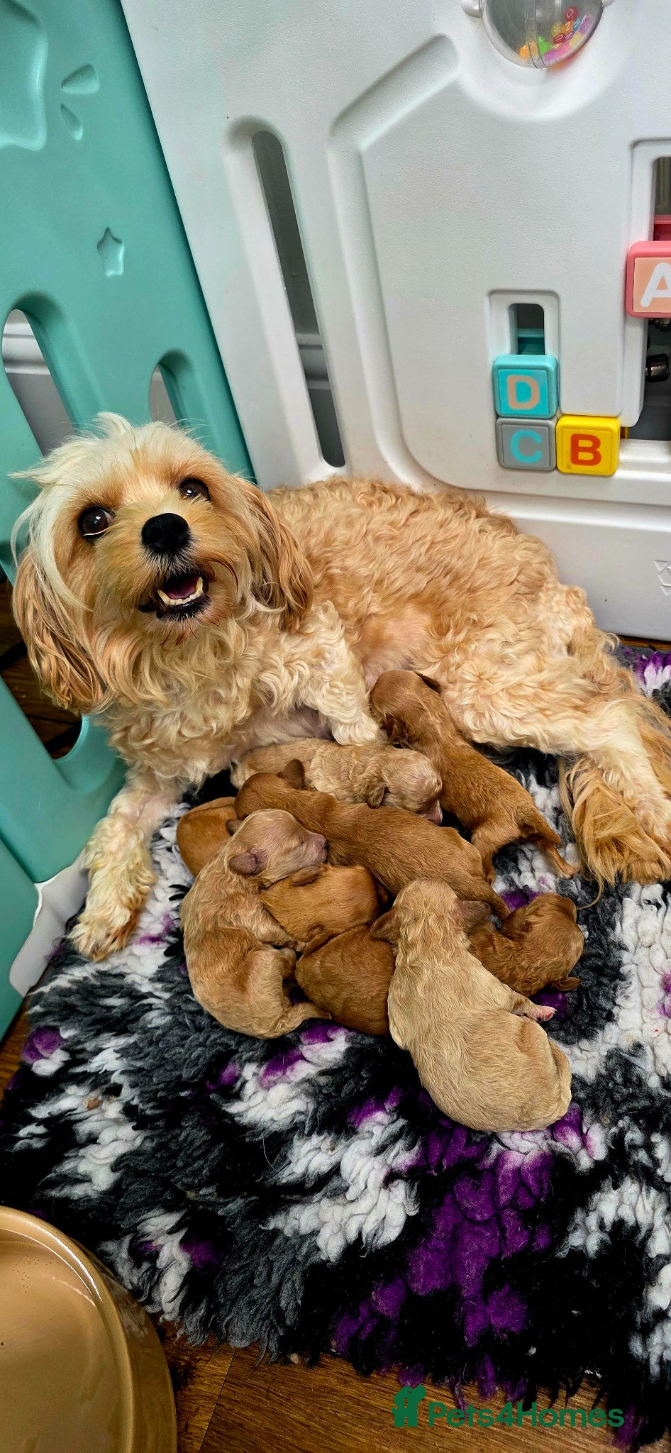Cavapoochon dogs Exquisite Health Tested Cavapoochon Puppies  - Advert 1