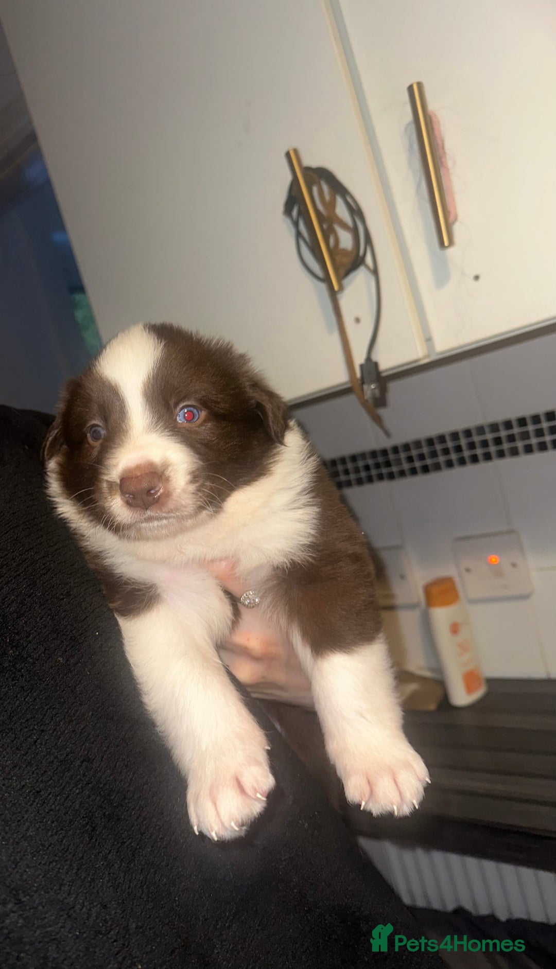 Border Collie dogs for sale: Collie pups - Image 4