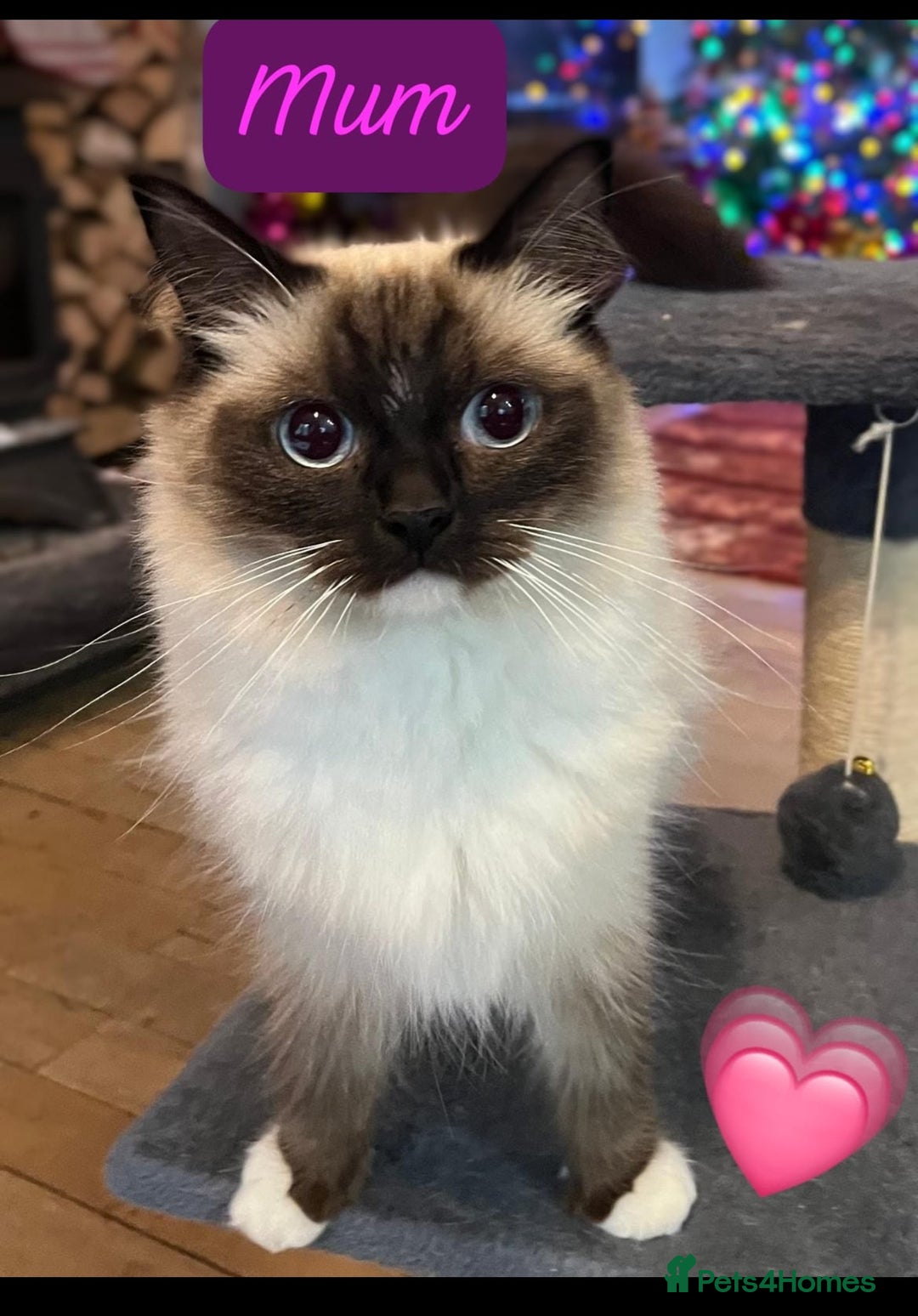 Ragdoll cats for sale: Beautiful pure ragdoll kittens  - Advert 13
