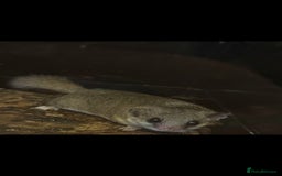 Mouse rodents for sale: African pygmy dormice  - Image 2