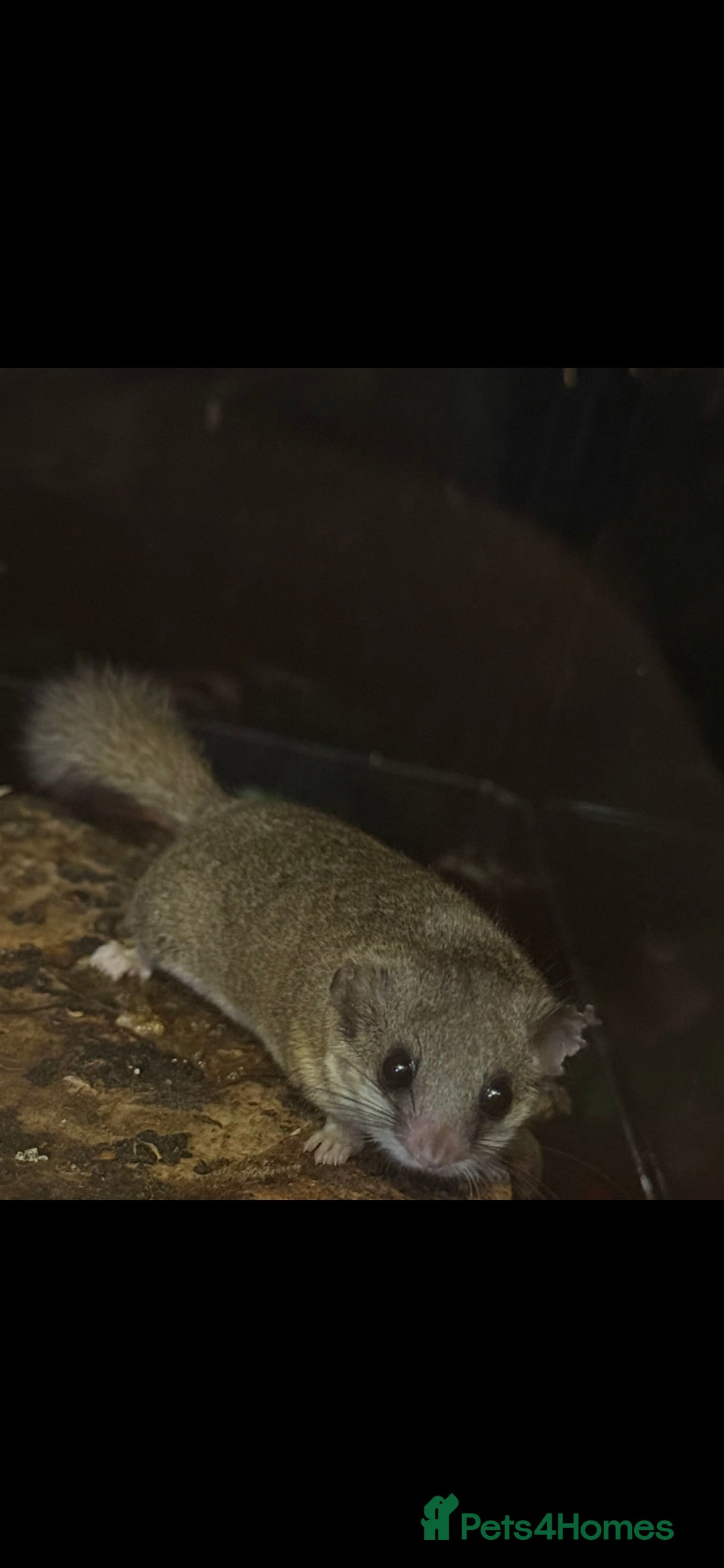 Mouse rodents for sale: African pygmy dormice  - Image 2