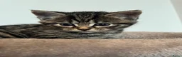Mixed Breed cats for sale: Gorgeous half Siberian kittens - Advert 13