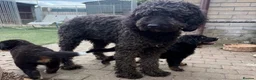 Bernedoodle dogs for sale: 2 gorgeous bernedoodle puppies available😍 - Advert 19