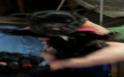 Cocker Spaniel dogs for sale: 🐾 Adorable Cocker Spaniel Puppies - Ready Soon!🐾 - Advert 12