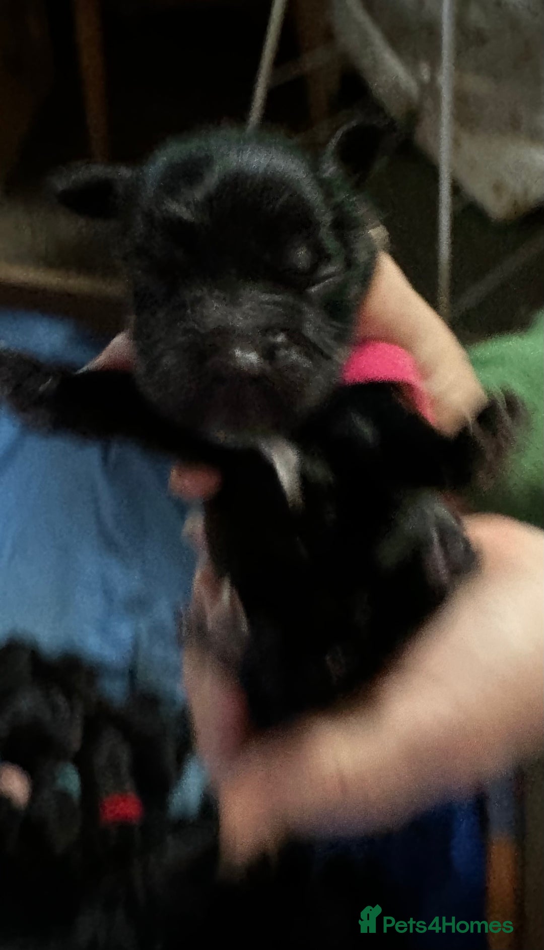 Cocker Spaniel dogs for sale: 🐾 Adorable Cocker Spaniel Puppies - Ready Soon!🐾 - Advert 12