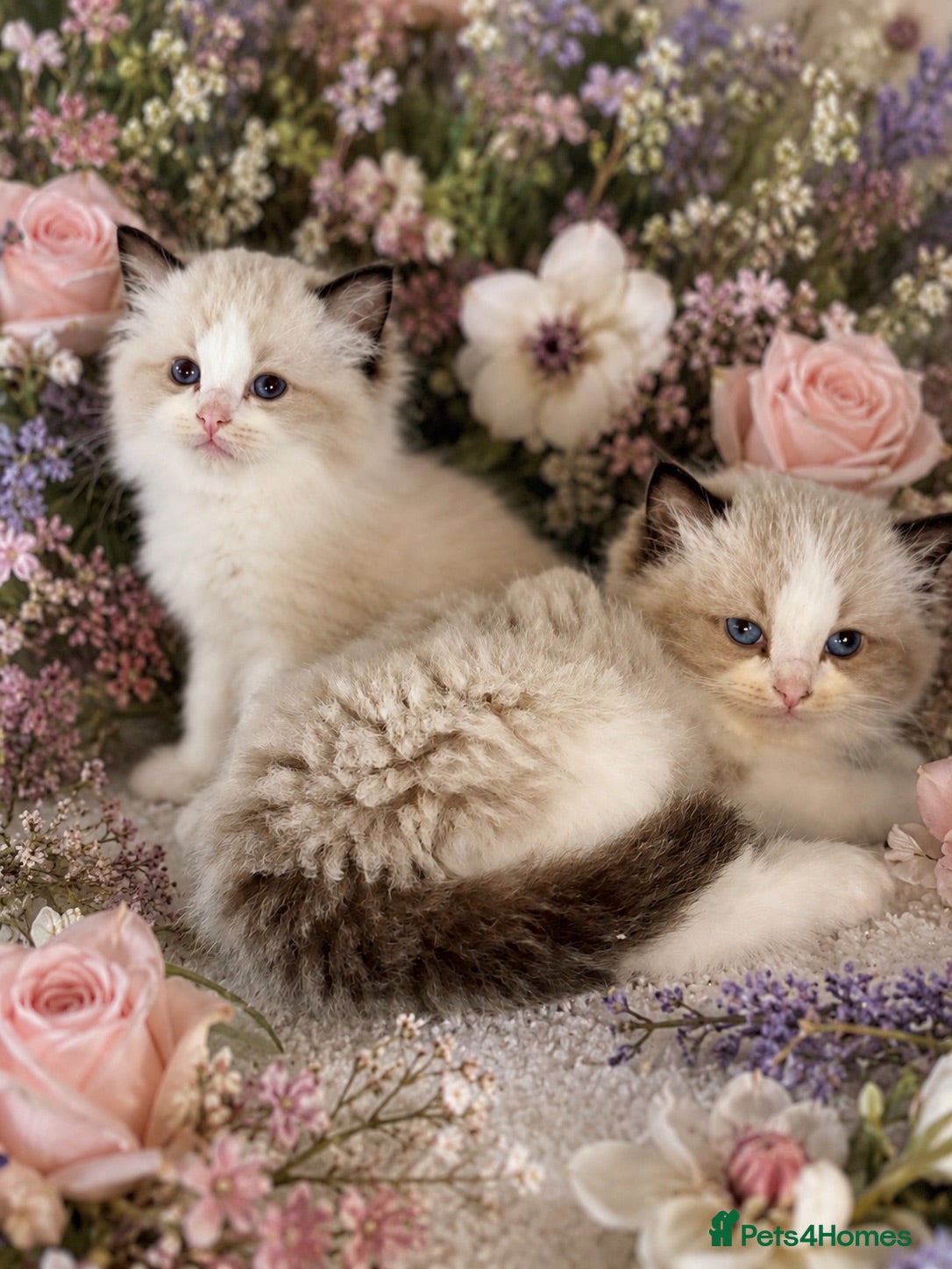 Ragdoll cats 🏆✨  Doll-face health clear Ragdoll kittens ✨🏆 - Advert 15