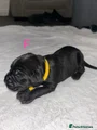 Cane Corso Puppy 11