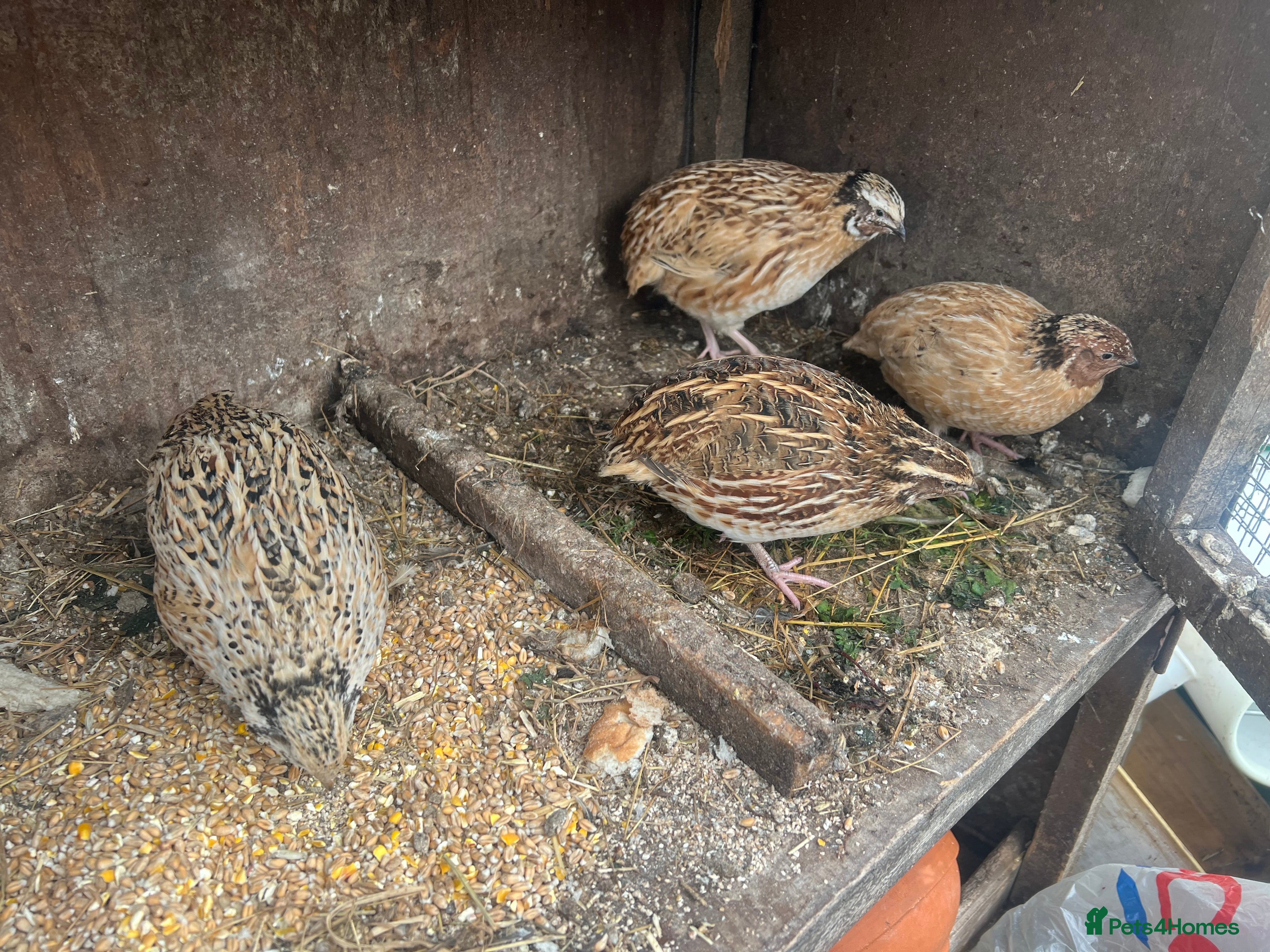 Quail poultry Have two pair of quail for sale  - Advert 3