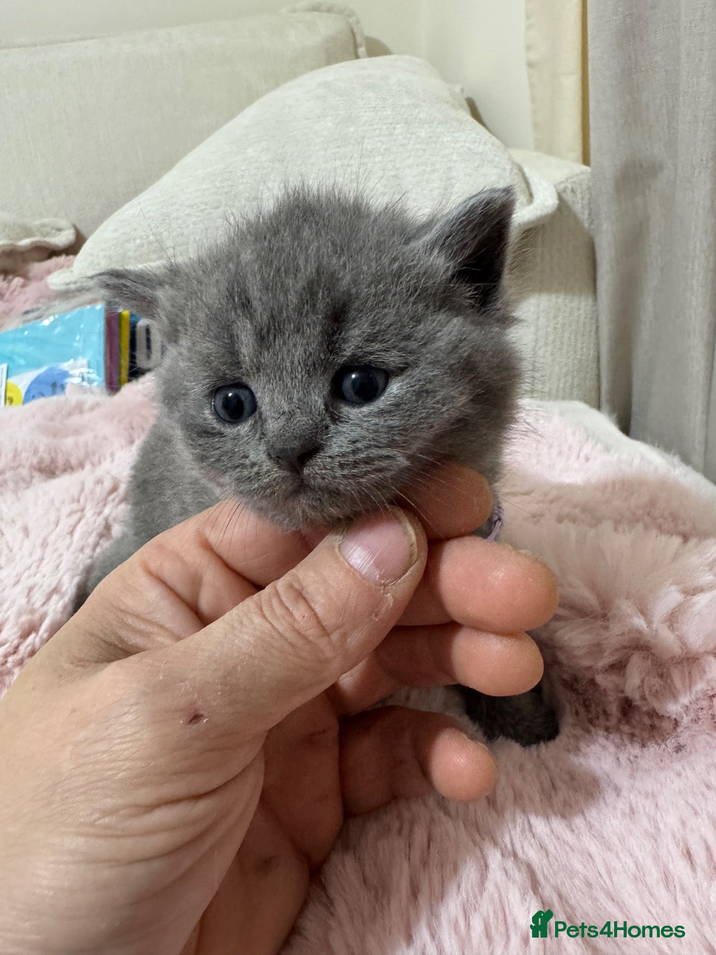British Shorthair cats for sale: British short hair - Advert 2