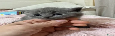 British Shorthair 1