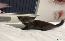British Shorthair cats for sale: Grey kittens  - Image 3