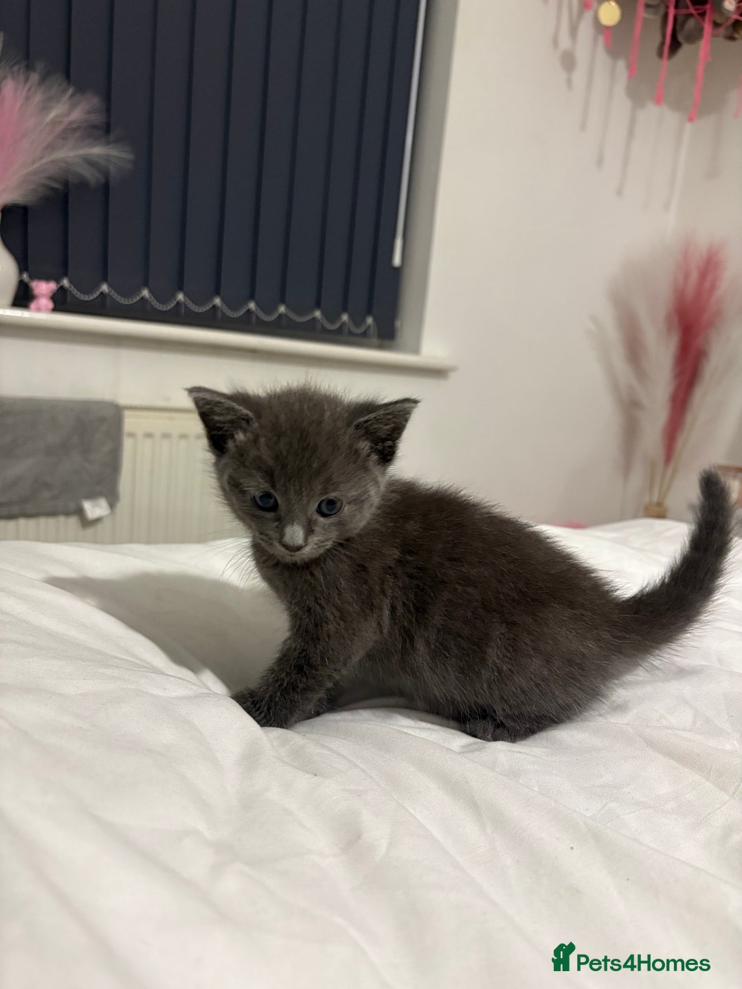 British Shorthair cats for sale: Grey kittens  - Image 3