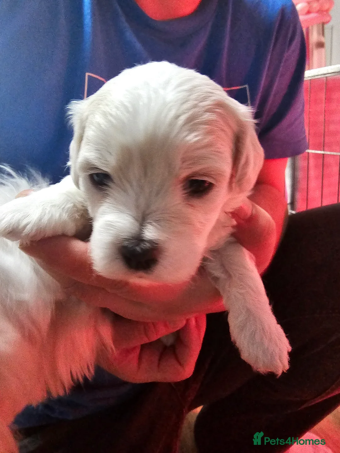 Bichon Frise dogs for sale: Bichon puppies in Luton - Advert 17
