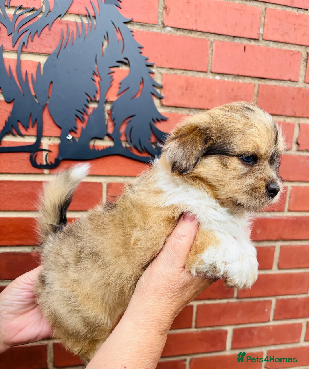 Shetland Sheepdog dogs for sale: Shetland sheepdog cross puppies  - Advert 1