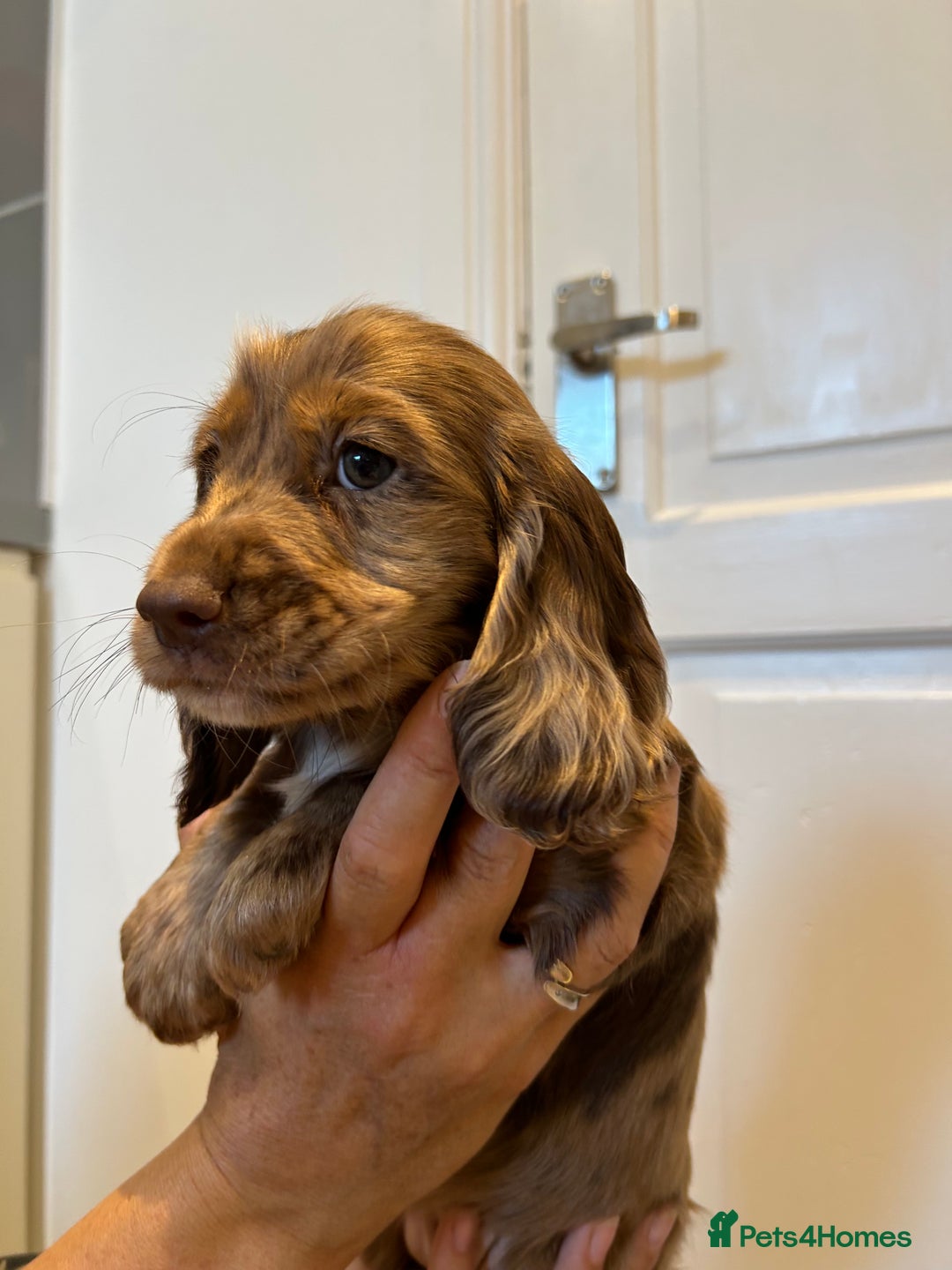 Cocker Spaniel dogs for sale: Super rare and unique show type dna tested Kc reg  - Image 20