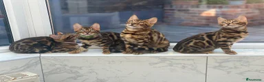 Bengal Kitten 1