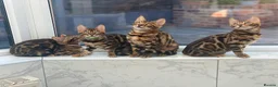 Bengal cats for sale: Bengal kittens - Advert 9