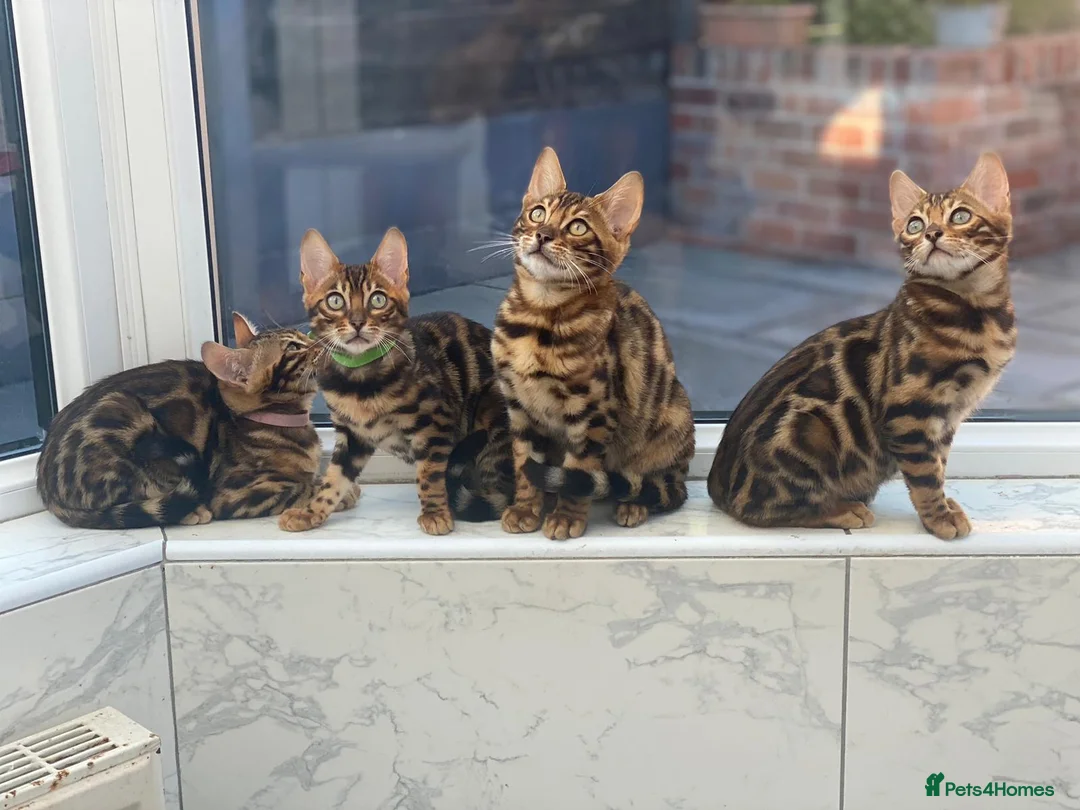 Bengal cats for sale: Bengal kittens - Advert 9