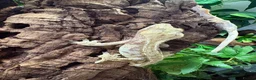 Gecko reptiles for sale: Crested geckos babies and adults and breeding grou - Advert 3