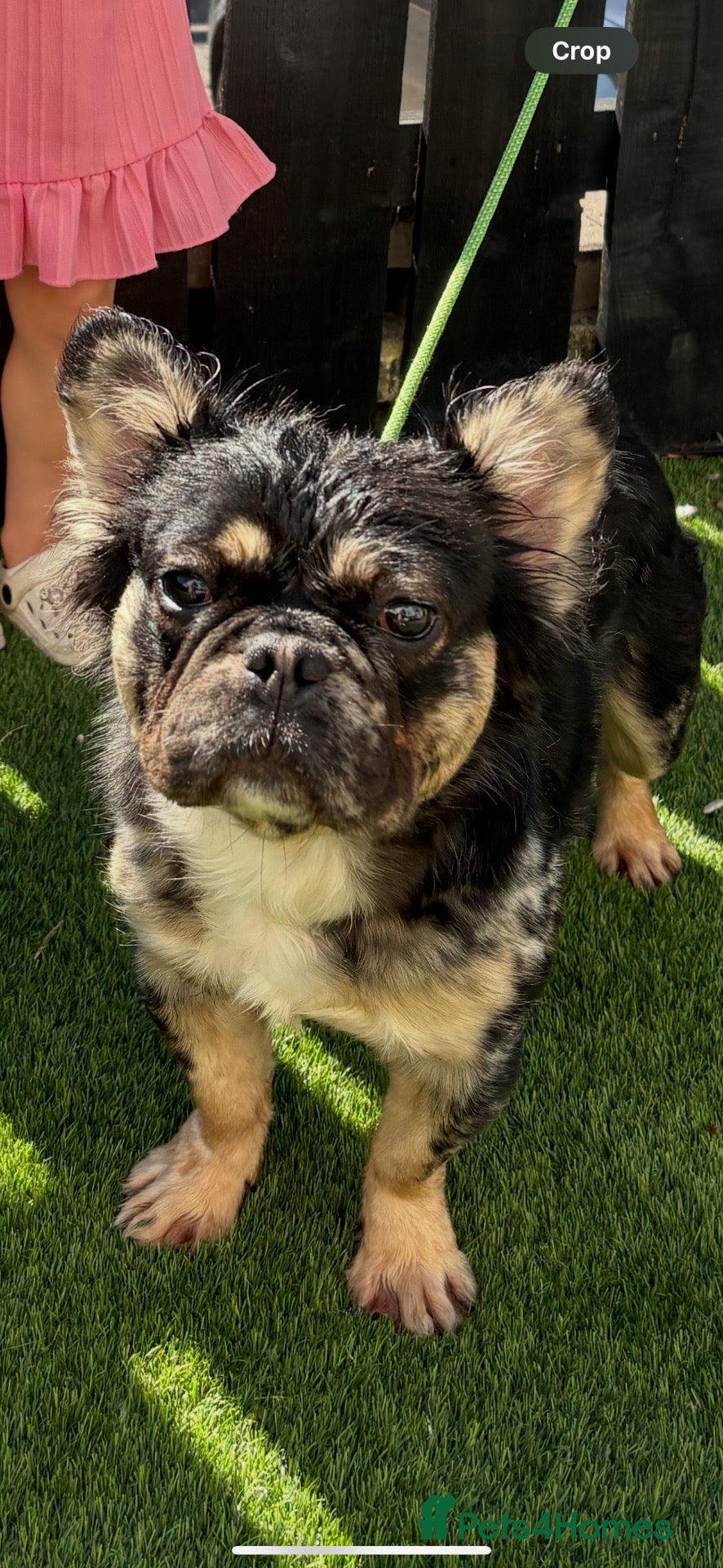 French Bulldog dogs Visual fluffy French bull dog  - Advert 1