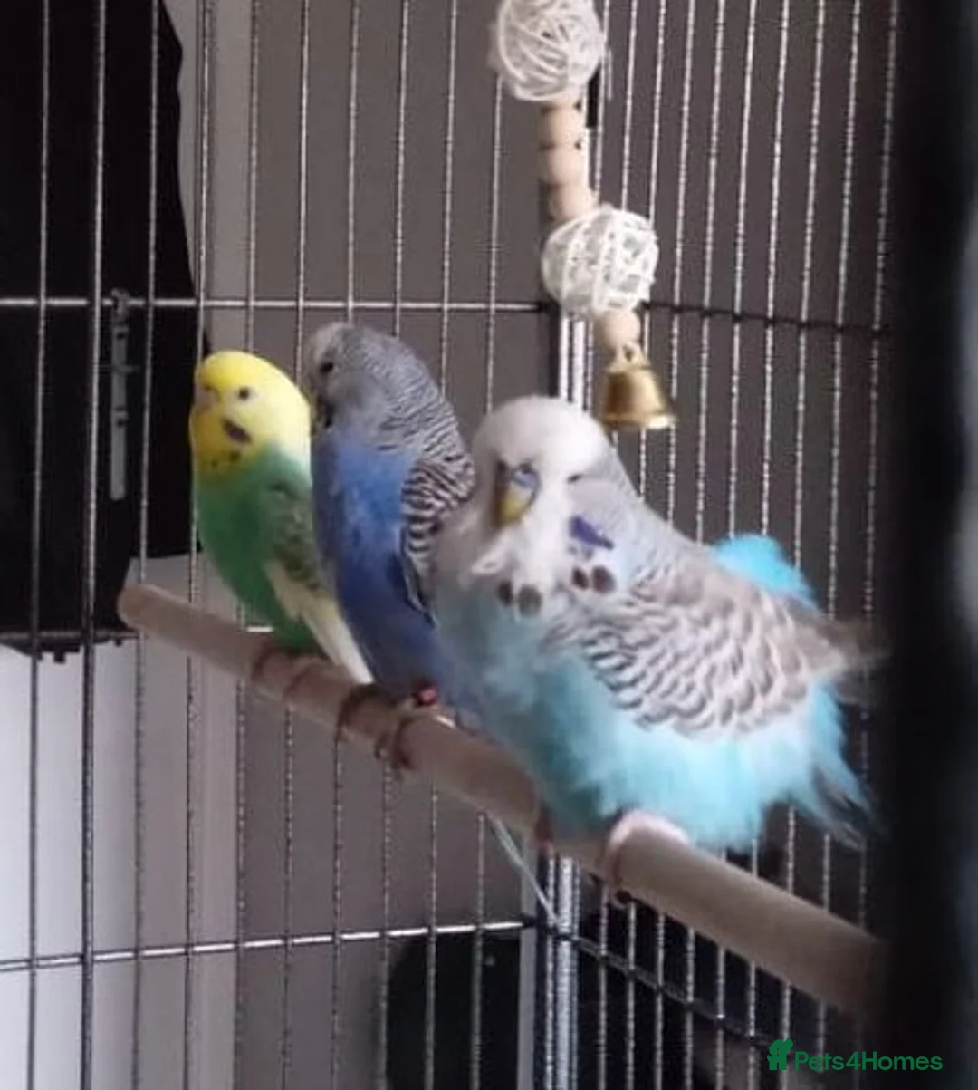 Budgerigars birds for sale: Three Budgies.Need new home,comes with flight cage - Advert 1