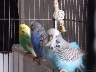 Budgerigars birds Three Budgies.Need new home,comes with flight cage - Advert 6