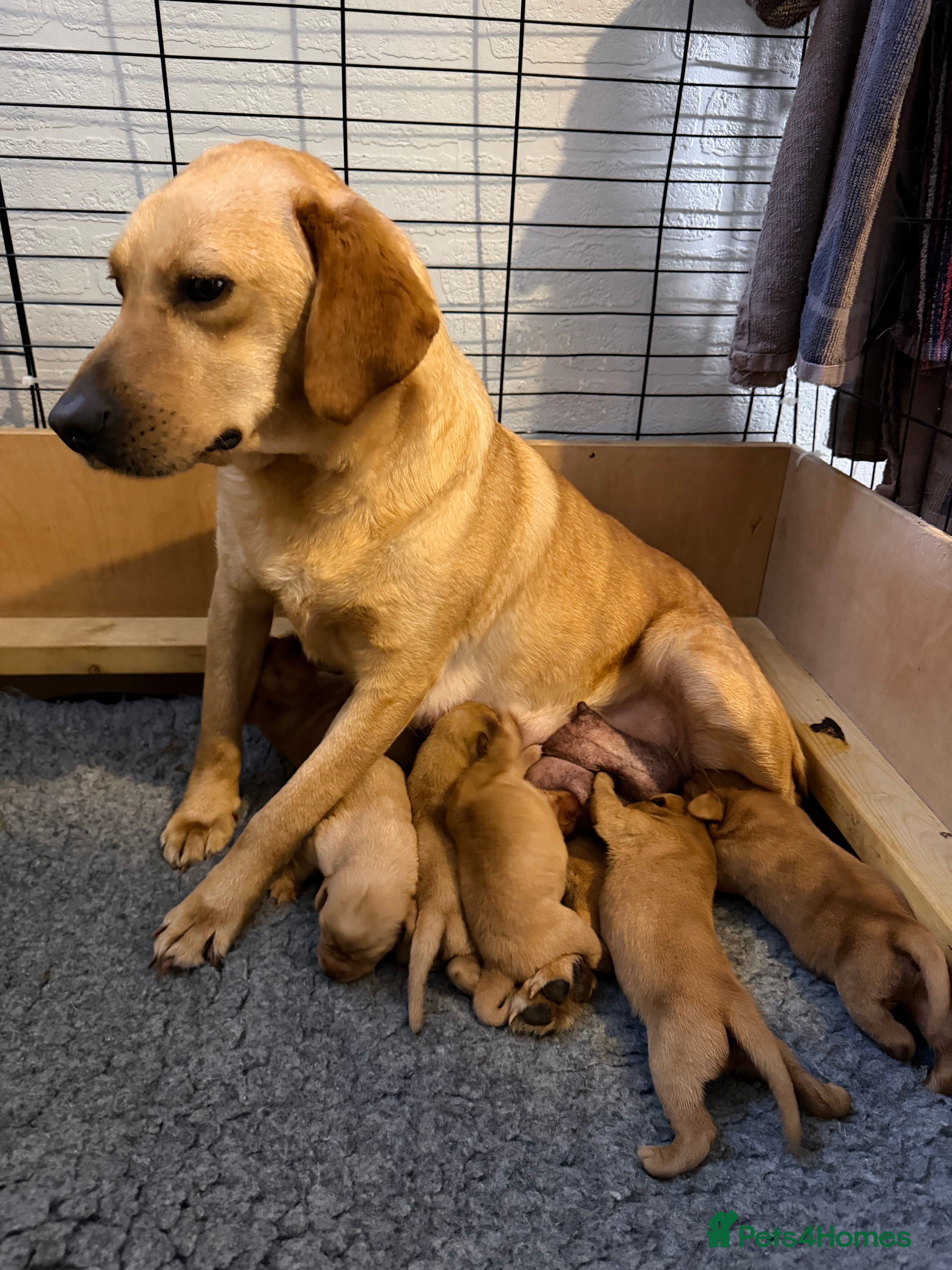 Labrador Retriever dogs FOX RED / GOLDEN LABRADOR PUPPIES - Advert 12