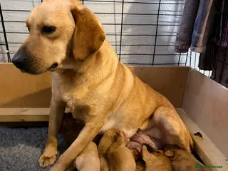 Labrador Retriever dogs FOX RED / GOLDEN LABRADOR PUPPIES - Advert 9