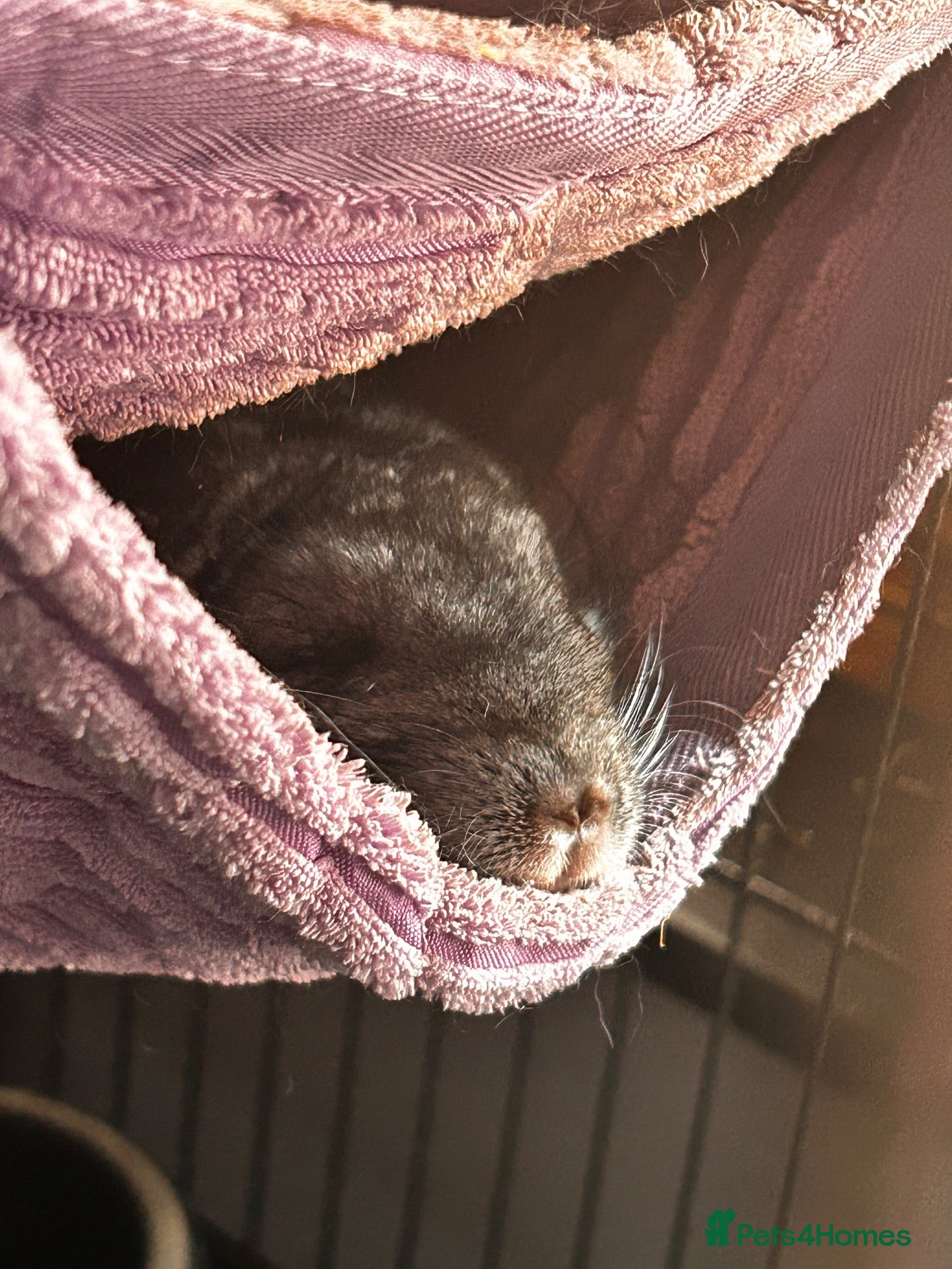 Chinchilla rodents 2 chinchillas  - Advert 1