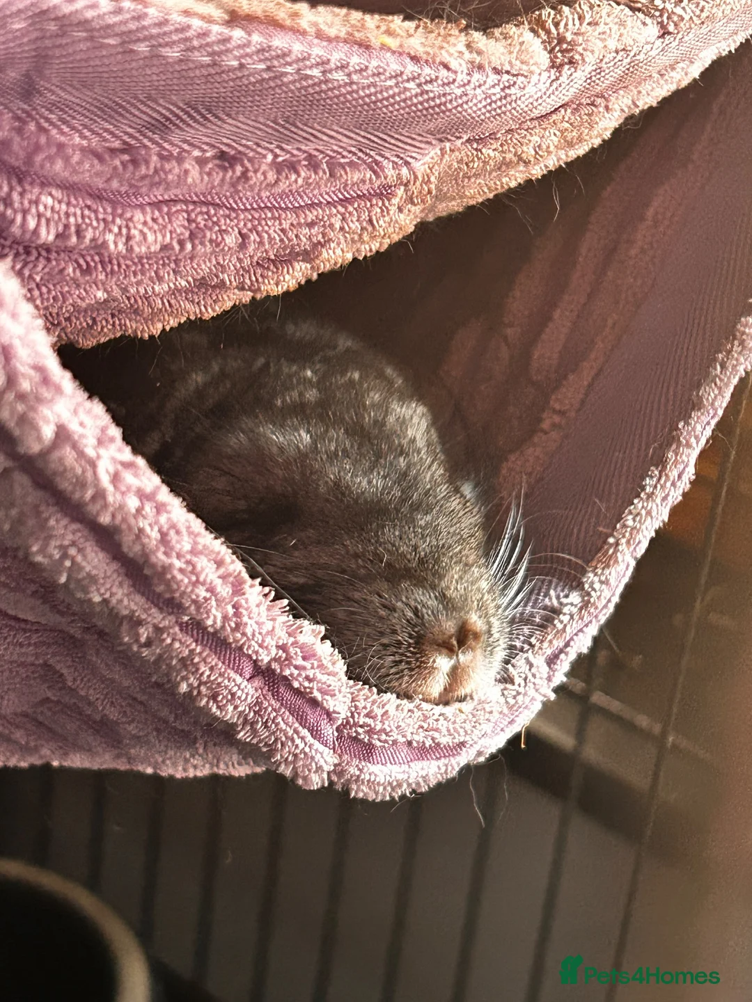 Chinchilla rodents for sale: 2 chinchillas  in Wadebridge - Advert 1