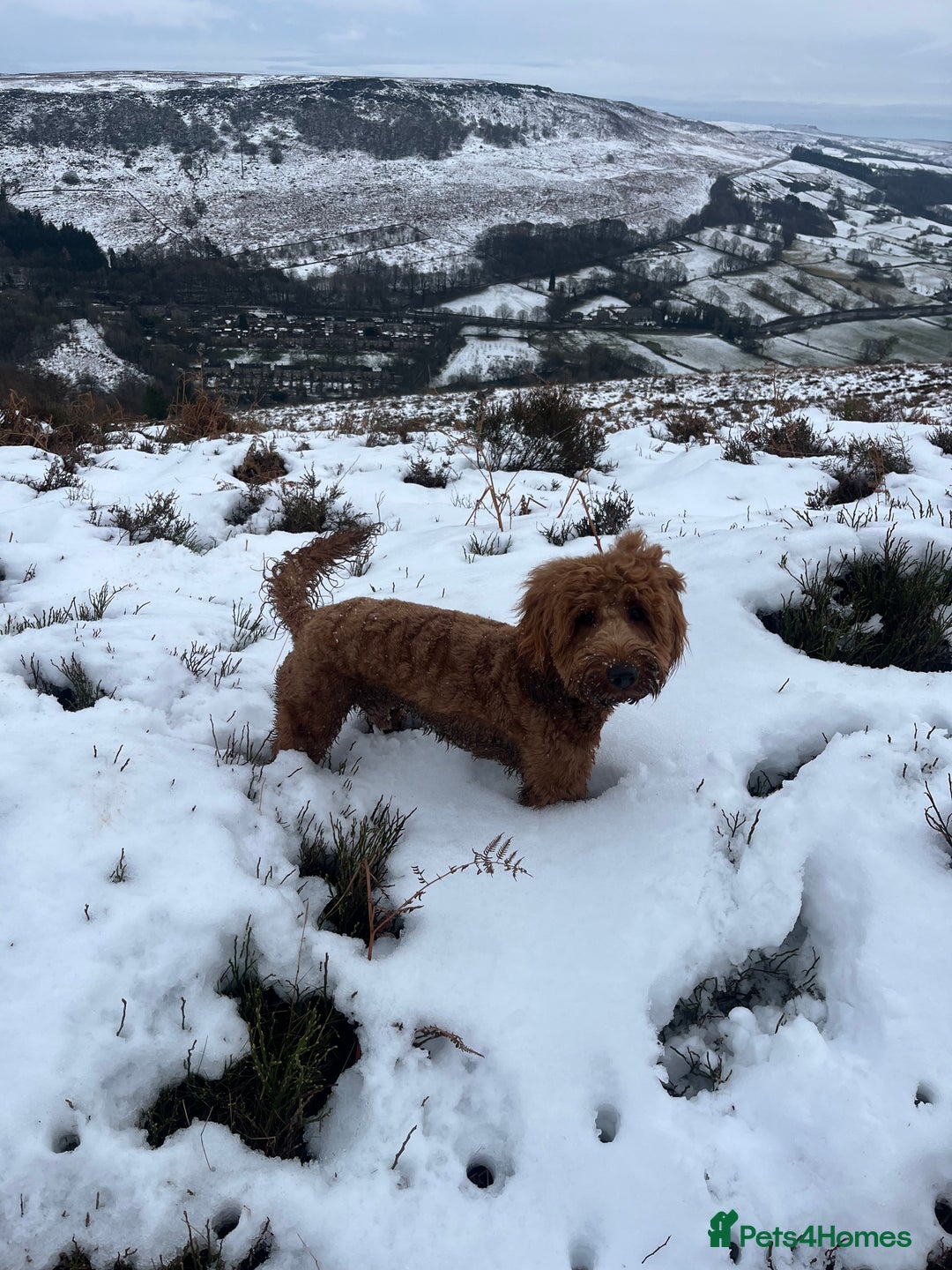 Cockapoo dogs for stud: Stunning F1 male cockapoo stud  - Image 6