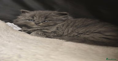 British Shorthair cats - Advert 5