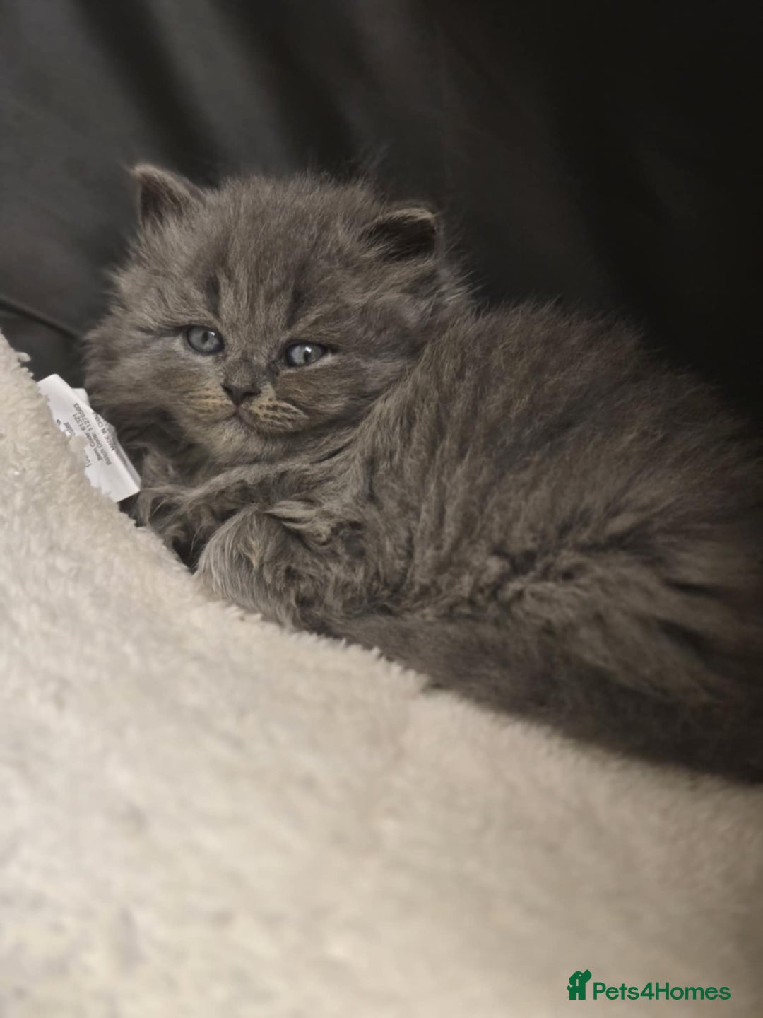 British Shorthair cats for sale: British shorthair  - Image 2