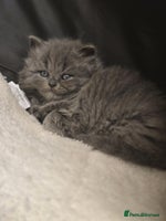 British Shorthair cats - Advert 5