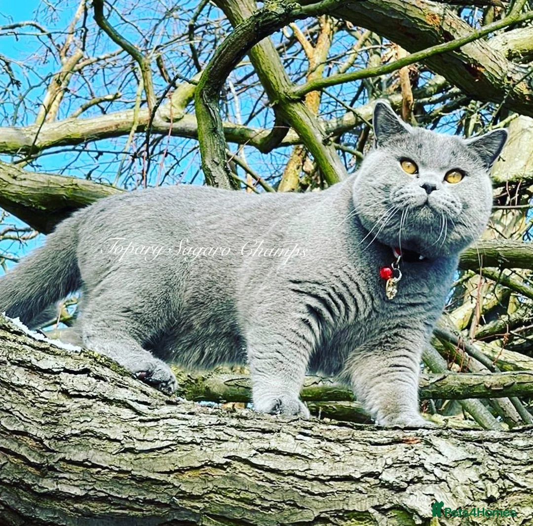 British Shorthair cats for stud: Proven Stud/Blood B/Choc carrier TICA/GCCF REG in Dartford - Advert 3