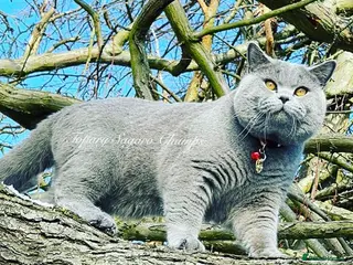 British Shorthair cats Proven Stud/Blood B/Choc carrier TICA/GCCF REG - Advert 6