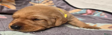 Labrador Retriever Puppy 4 Yellow