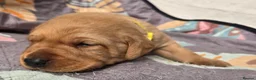 Labrador Retriever dogs for sale: Fox red labrador puppies KC Registered - Advert 21