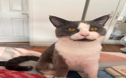 British Shorthair cats for sale: British Short Hair for sale - Image 6