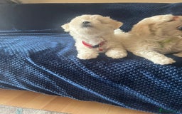 Bichon Frise dogs for sale: 4 adorable bichon puppy’s  - Image 26