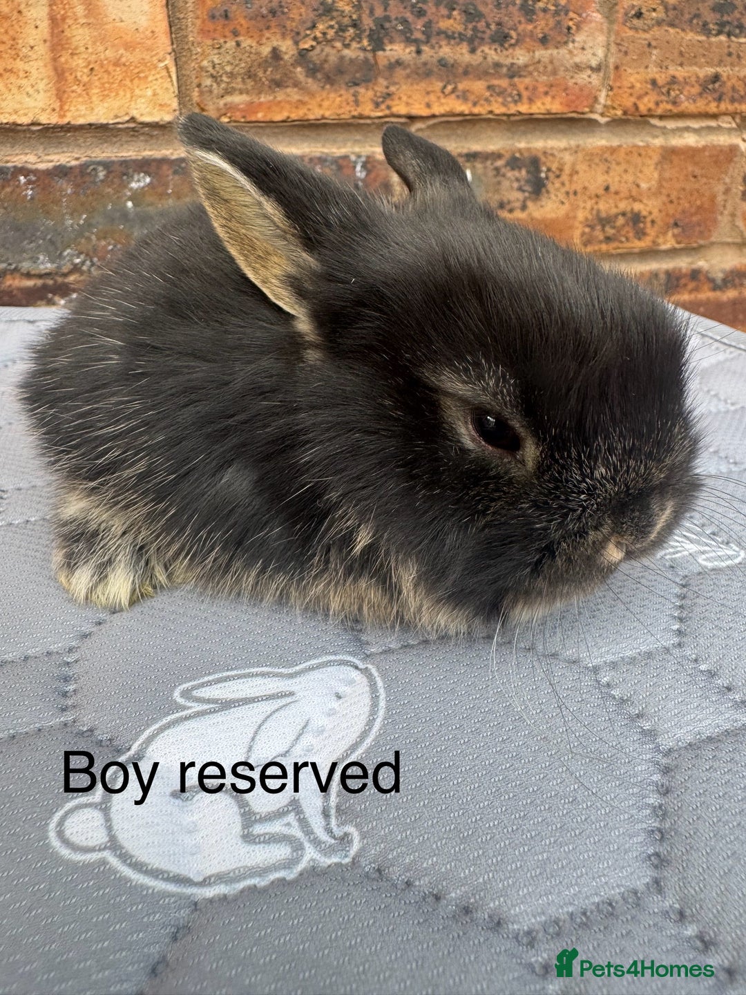 Mini Lop rabbits for sale: Pure mini lops  - Image 7