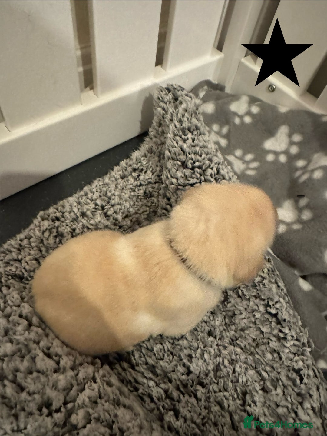 Labrador Retriever dogs for sale: Labrador Puppies – Licensed Breeder - Advert 20