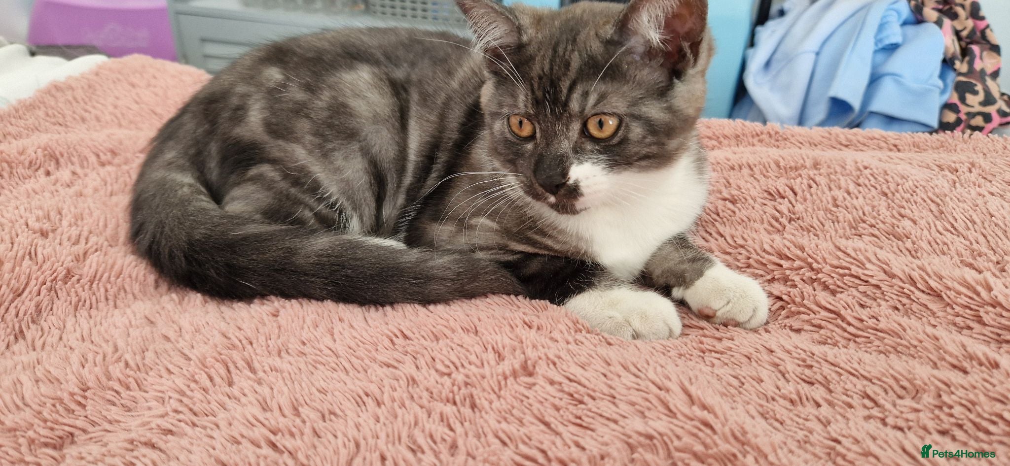 British Shorthair cats Boy kitten  - Advert 17