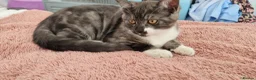 British Shorthair cats for sale: Boy kitten  - Advert 2