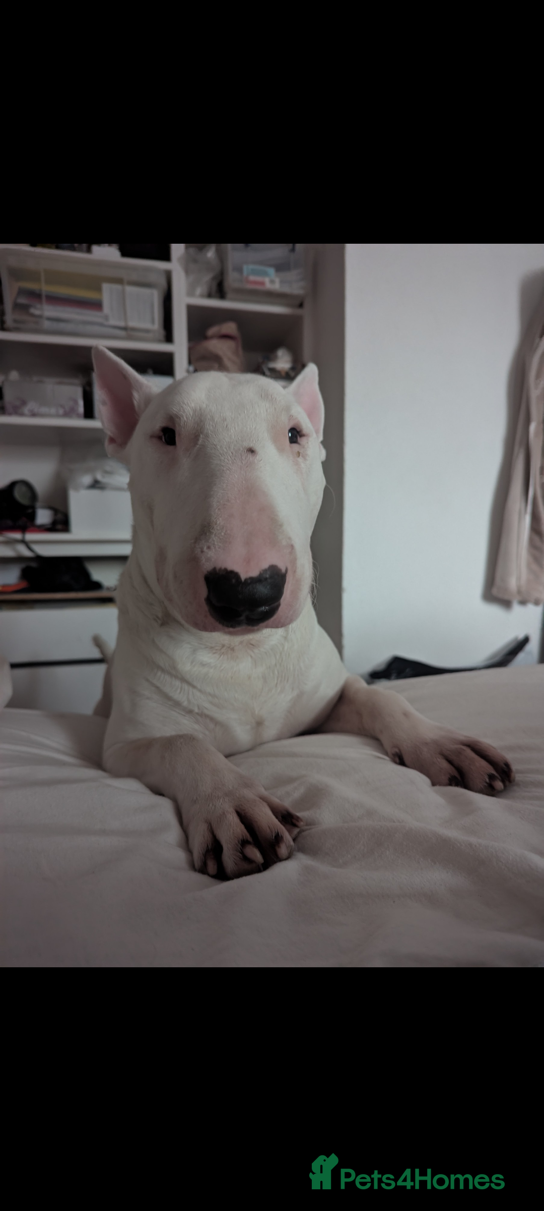 English Bull Terrier dogs for stud: English Bull terrier All white  - Advert 9