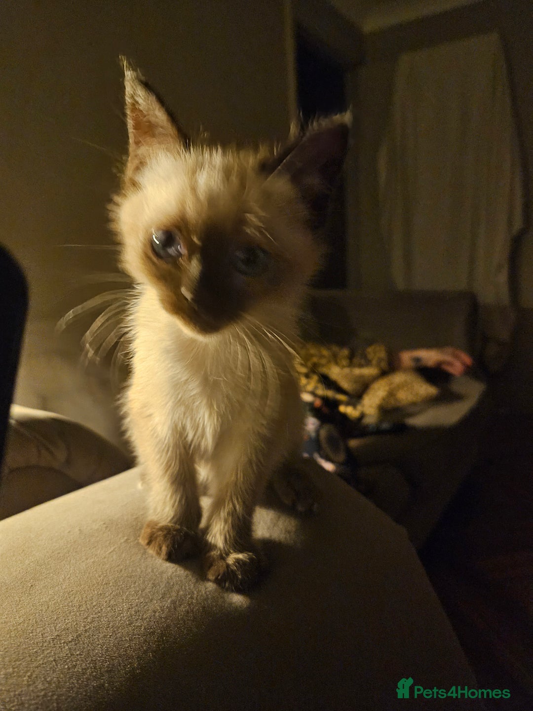 British Shorthair cats for sale: British colourpoint cross Ragdoll kittens - Advert 7