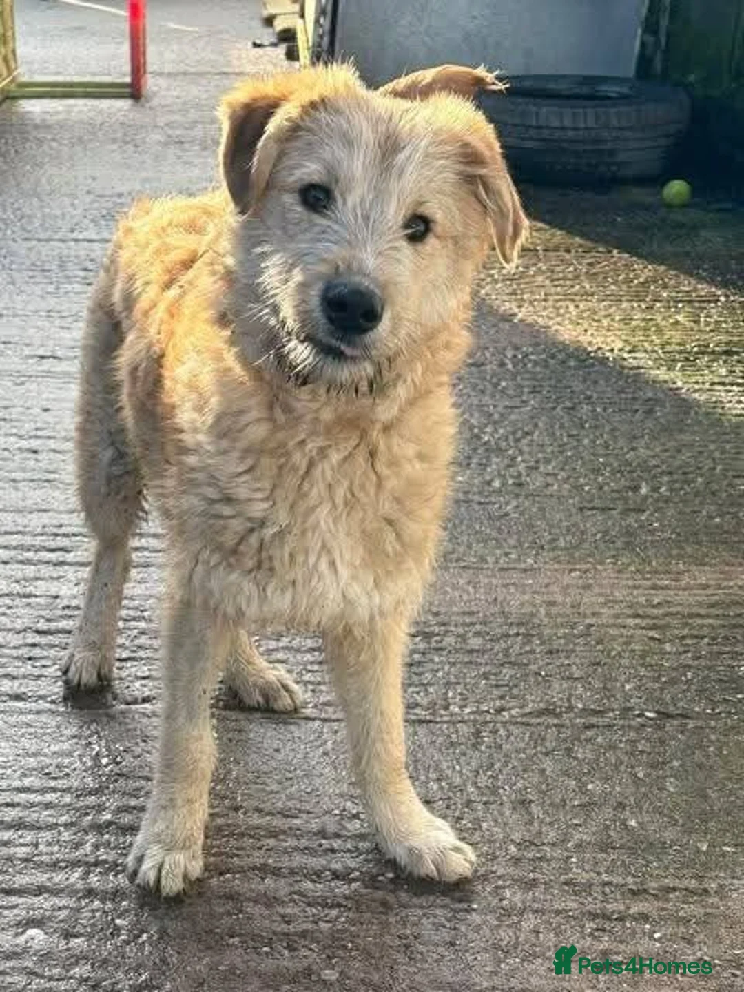 Mixed Breed dogs for adoption: Meet Toby, currently residing in Cheshire  in Nantwich - Advert 2